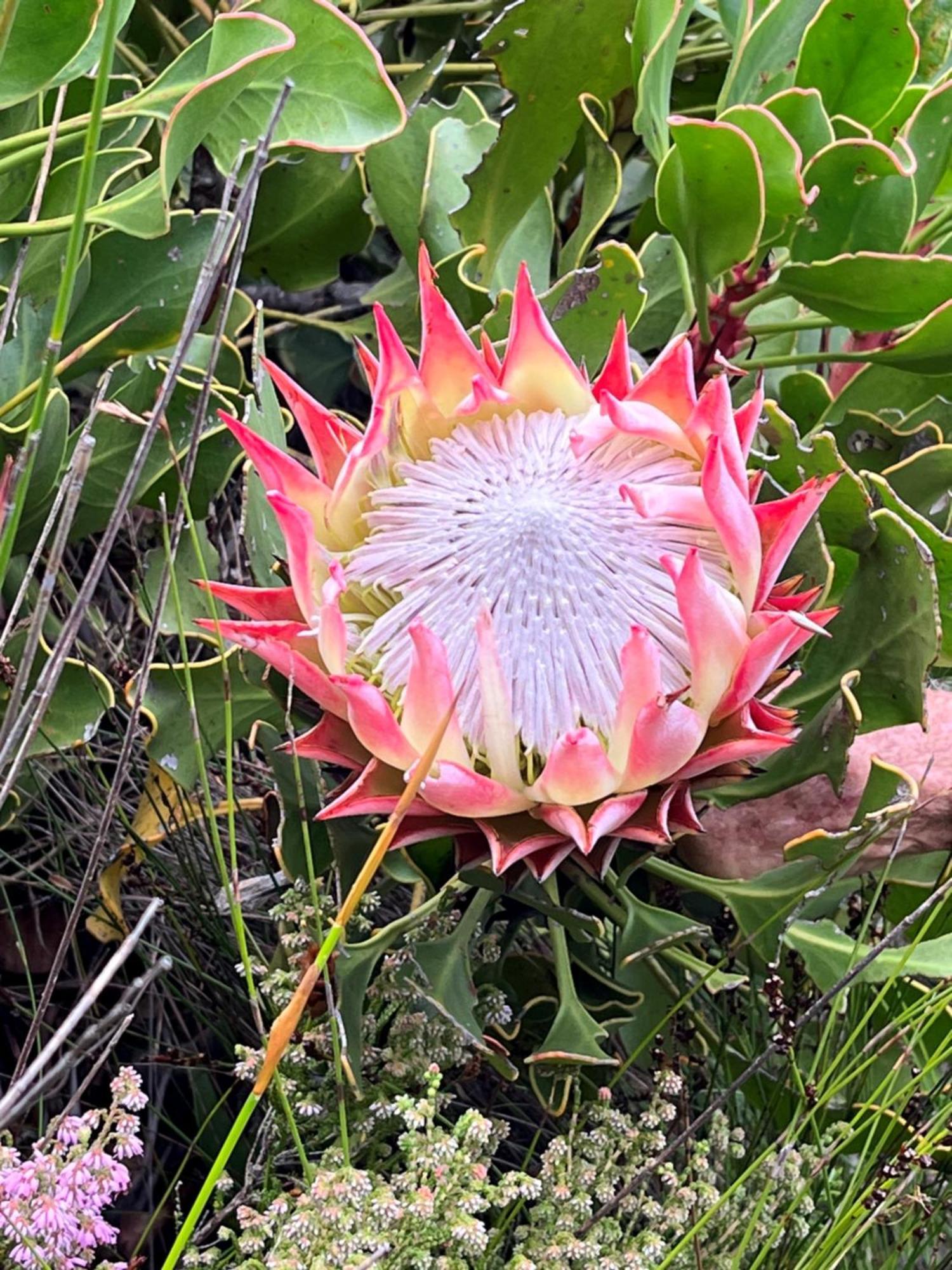 Serenity Self-Catering 2-Bed Unit Hermanus Exteriör bild